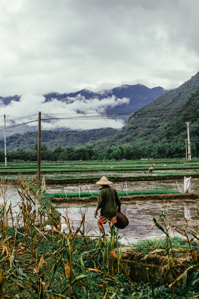 A farmer strolls through rice fields in a misty mountainous landscape, showcasing rural agriculture in Asia.